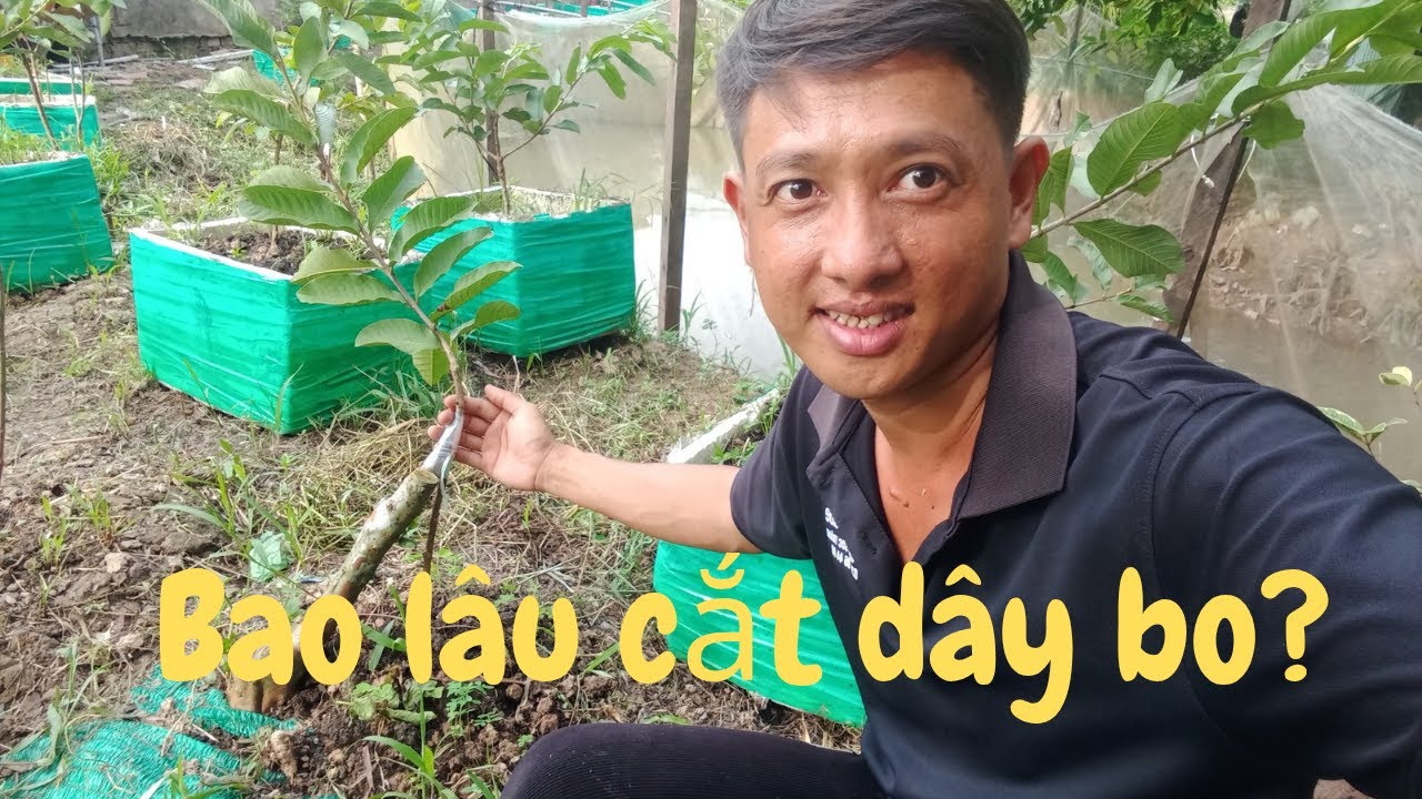 trồng ổi bao lâu thì cắt bỏ dây bo?