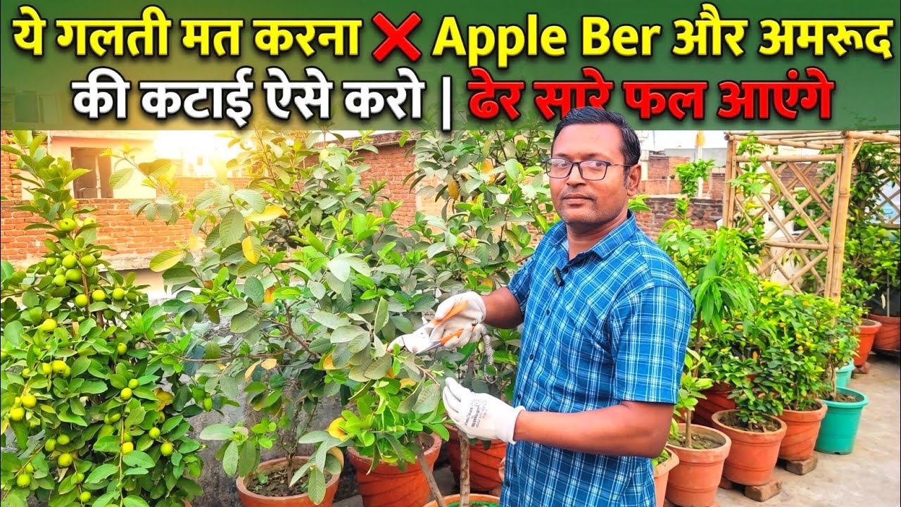  ये गलती मत करना ❌ Apple Ber और अमरूद की कटाई ऐसे करो | ढेर सारे फल आएंगे