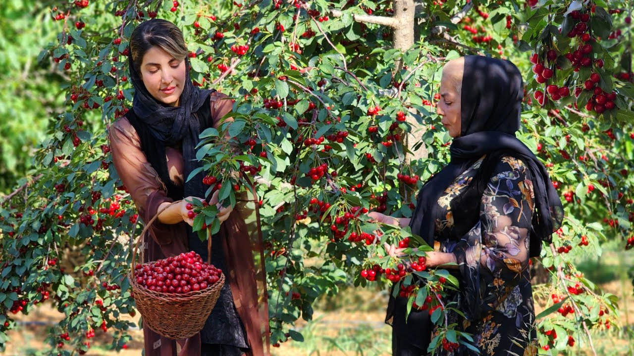 Harvested Fresh Cherries from the garden and making jam & fruit juice! Iran Village life