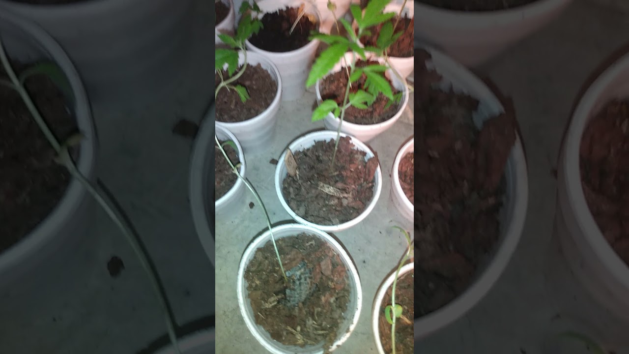 Growing indoor cannabis in closet with Lil Bookie2x.