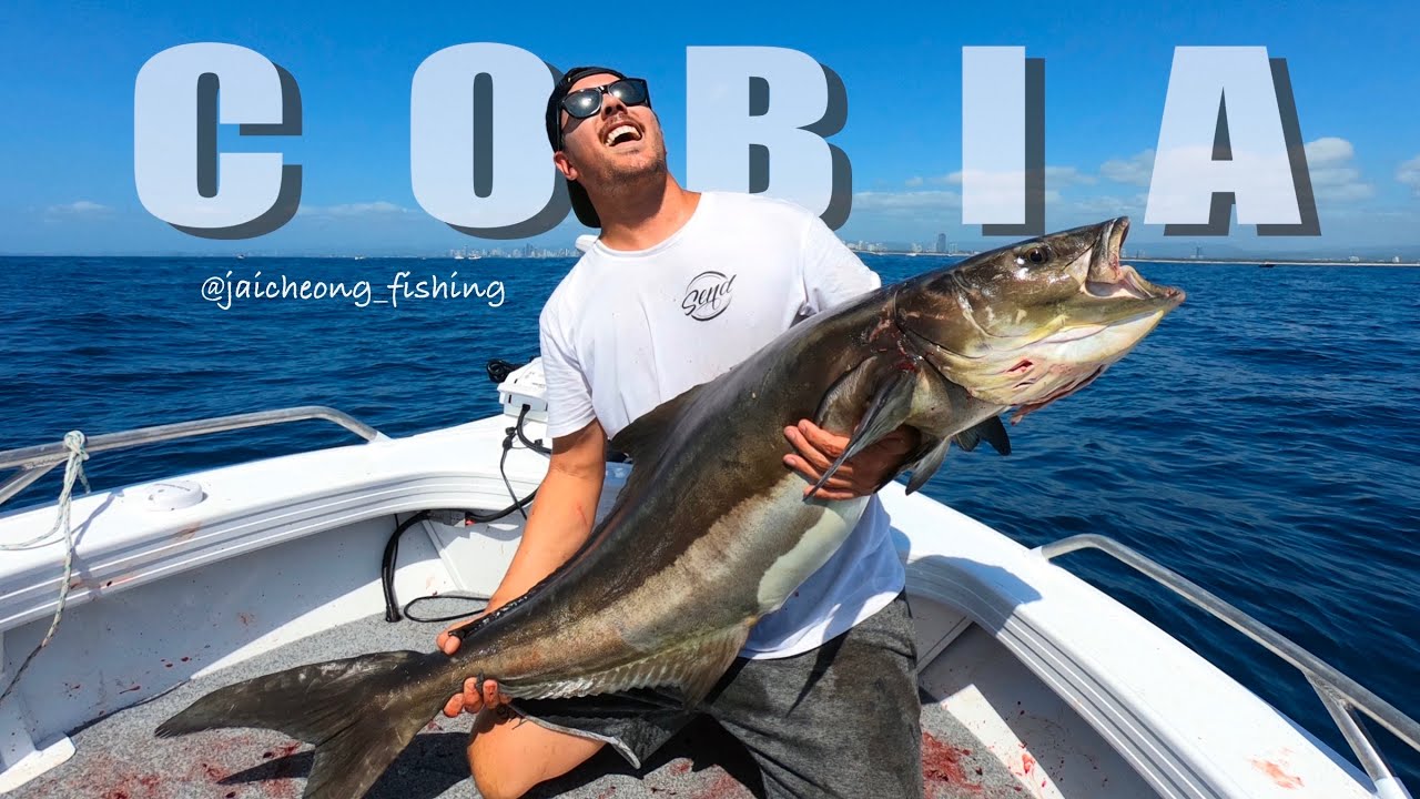 BEGINNERS LUCK - Big cobia, Gold Coast fishing