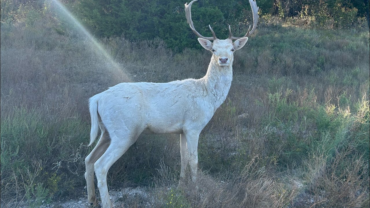 Best Wildlife In Texas | Dallas | Fossil Rim Wildlife Center USA #usa #wildlife #texas #travel 
