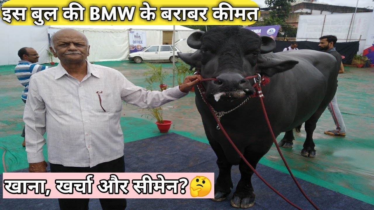 करोड़ों का भीम बुल । BMW से ज्यादा कीमत । Bheem bull