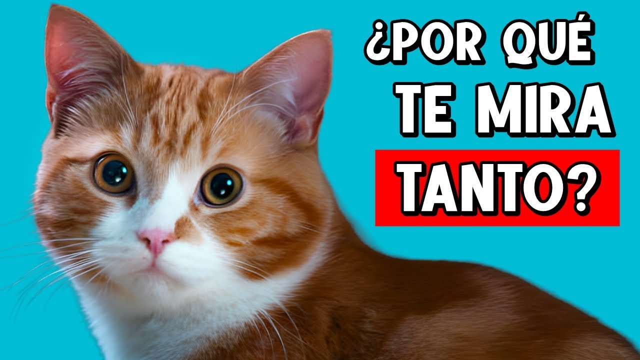 ¿Por qué tu gato TE MIRA TODO EL TIEMPO? 🐈🔥