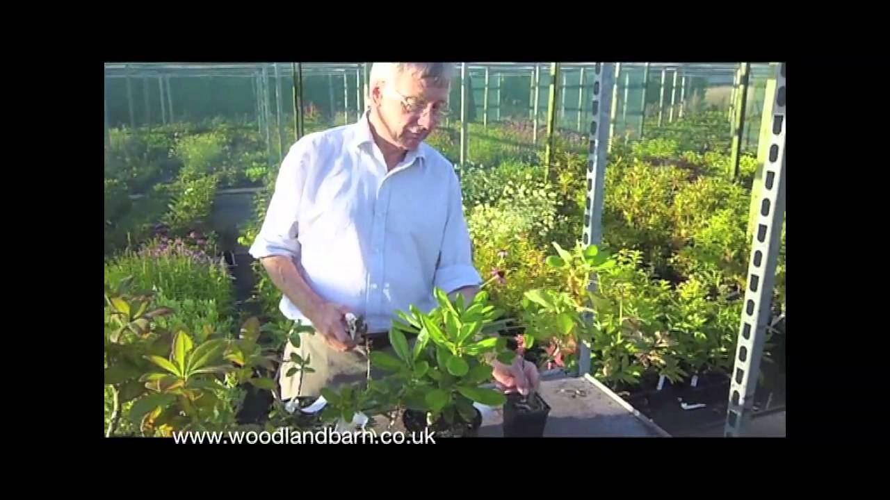 How To Prune Rhododendrons & Azaleas
