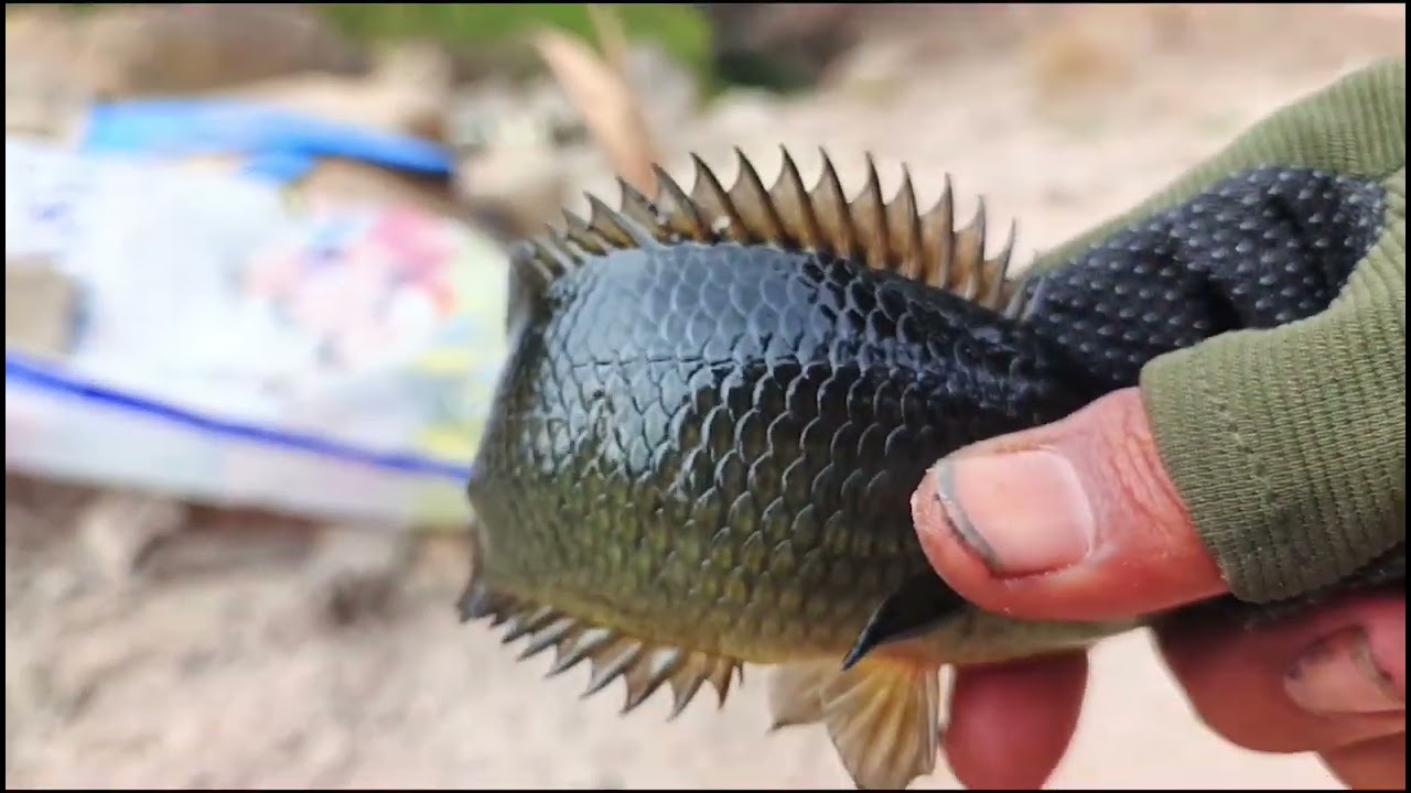 Tak disangka tampat yg ada pokok buluh rupa nya sarang ikan puyu&betok monster😱