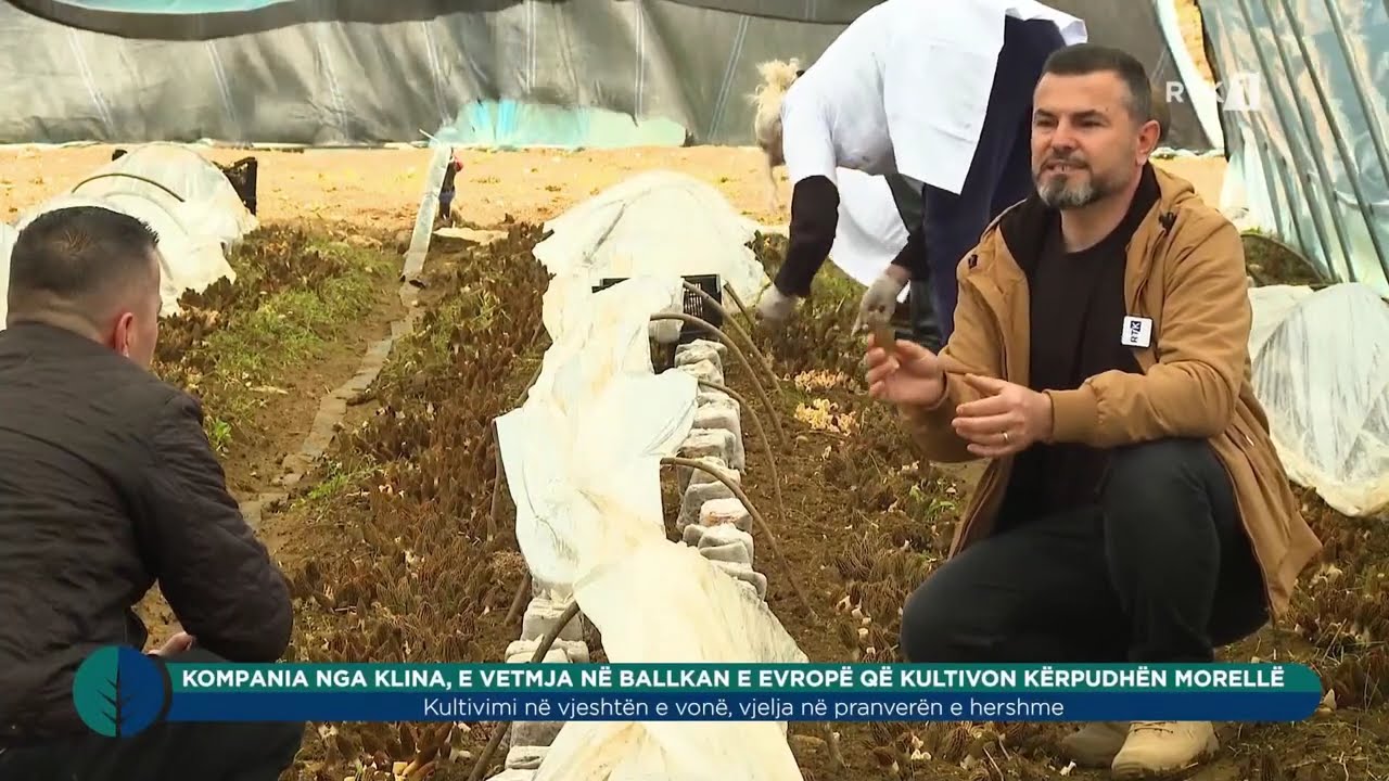 Toka - Kërpurdha Morellë 23.04.2025