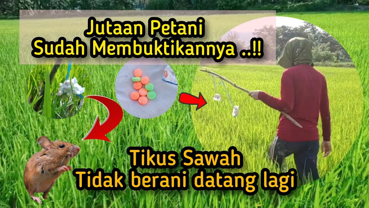 Tikus sawah kabur untuk selamanya hanya menggunakan ini !!!