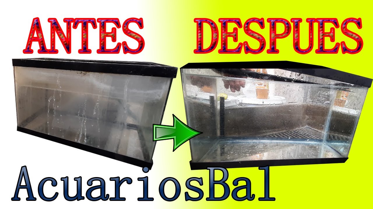 Como hacer que tu pecera quede como nueva (quitar sarro)