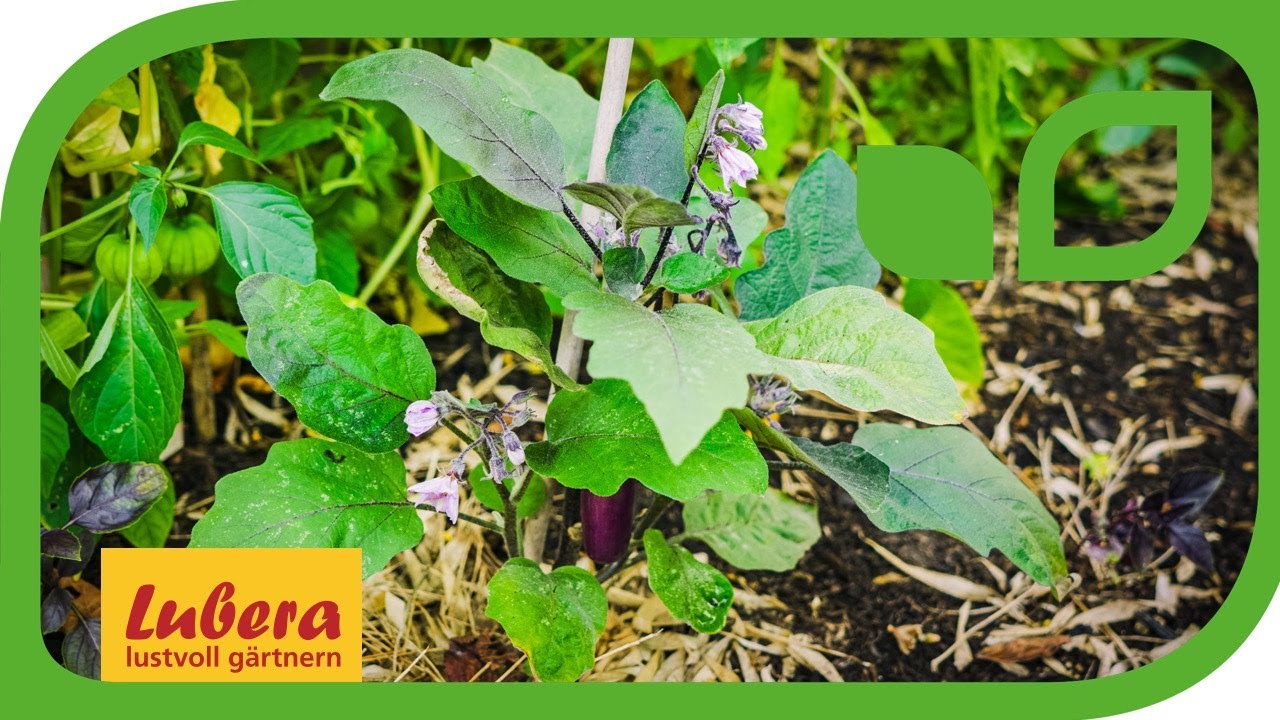 Auberginen best&auml;uben: Die Best&auml;ubung der Auberginenbl&uuml;te verstehen und erfolgreich unterst&uuml;tzen.