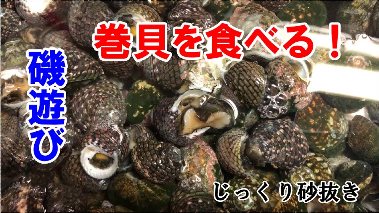 磯遊びで取った貝を食べる。～砂抜きと下処理を紹介します