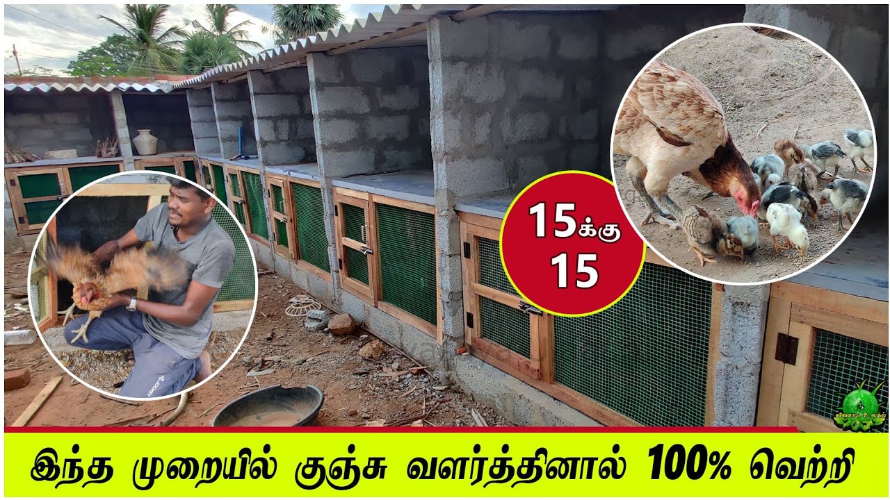 இந்த முறையில் கோழி குஞ்சு வளர்த்தினால் 100 சதவீதம் வெற்றி / nattu kozhi valarpu in tamil