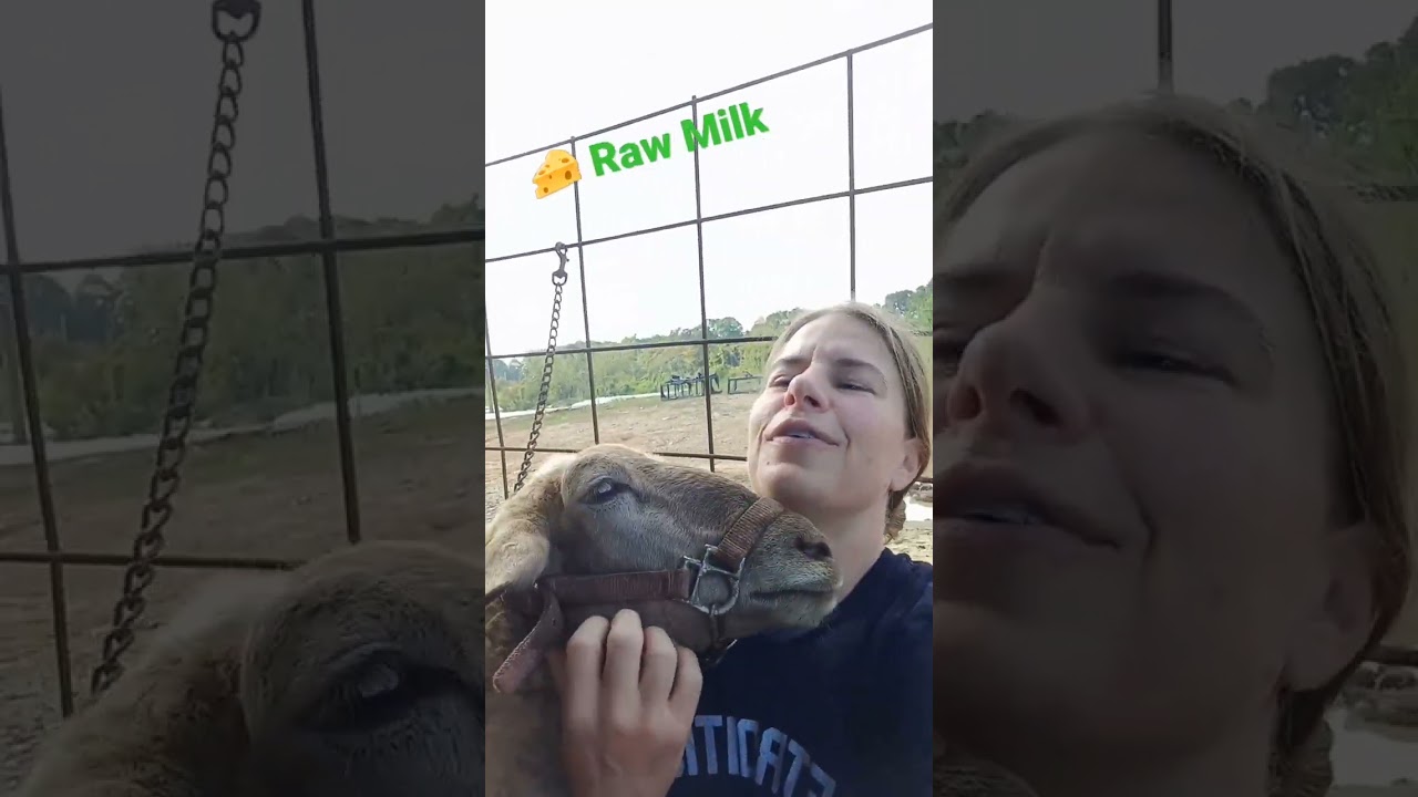 🧀 Dairy Sheep Raw Milk #shorts