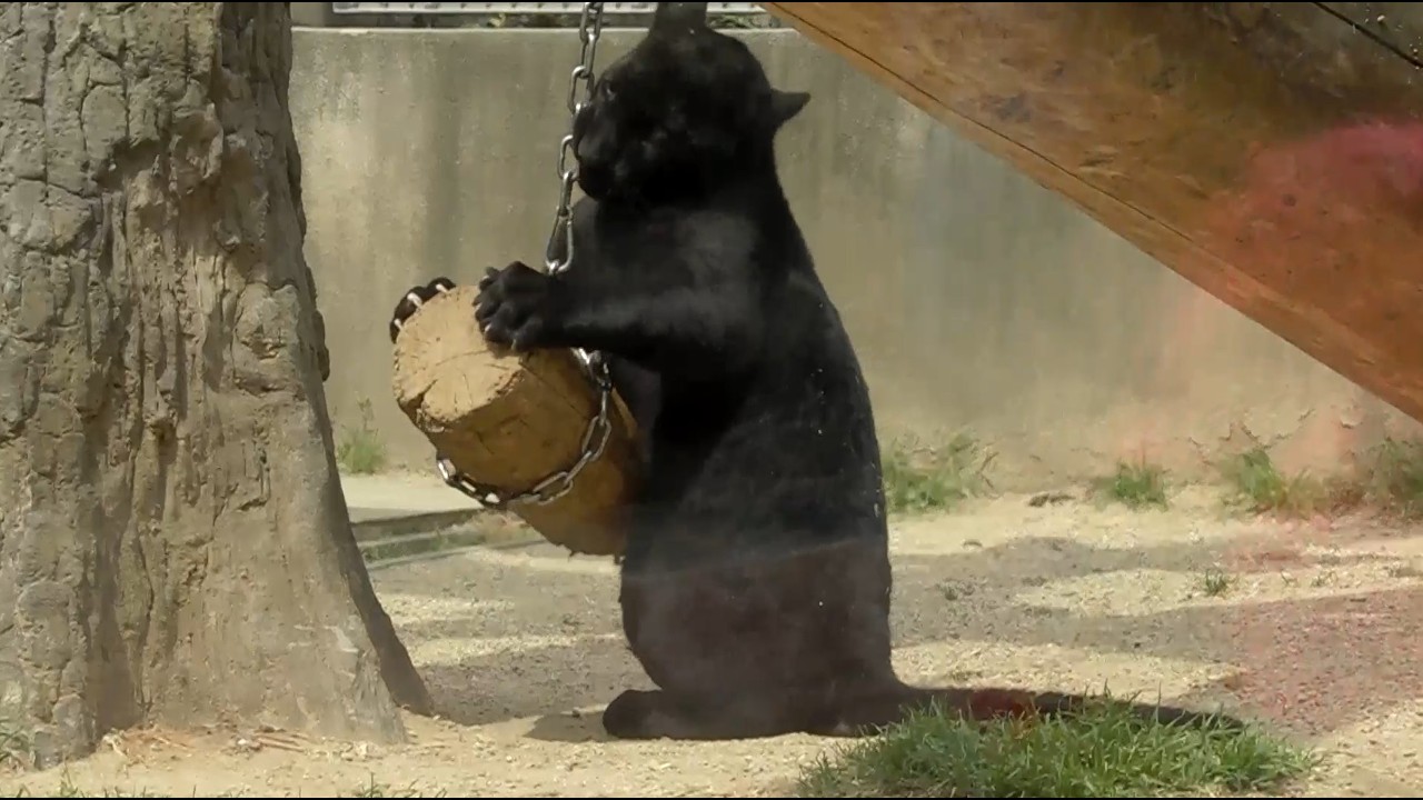 神戸市立王子動物園 (2014.4.12)