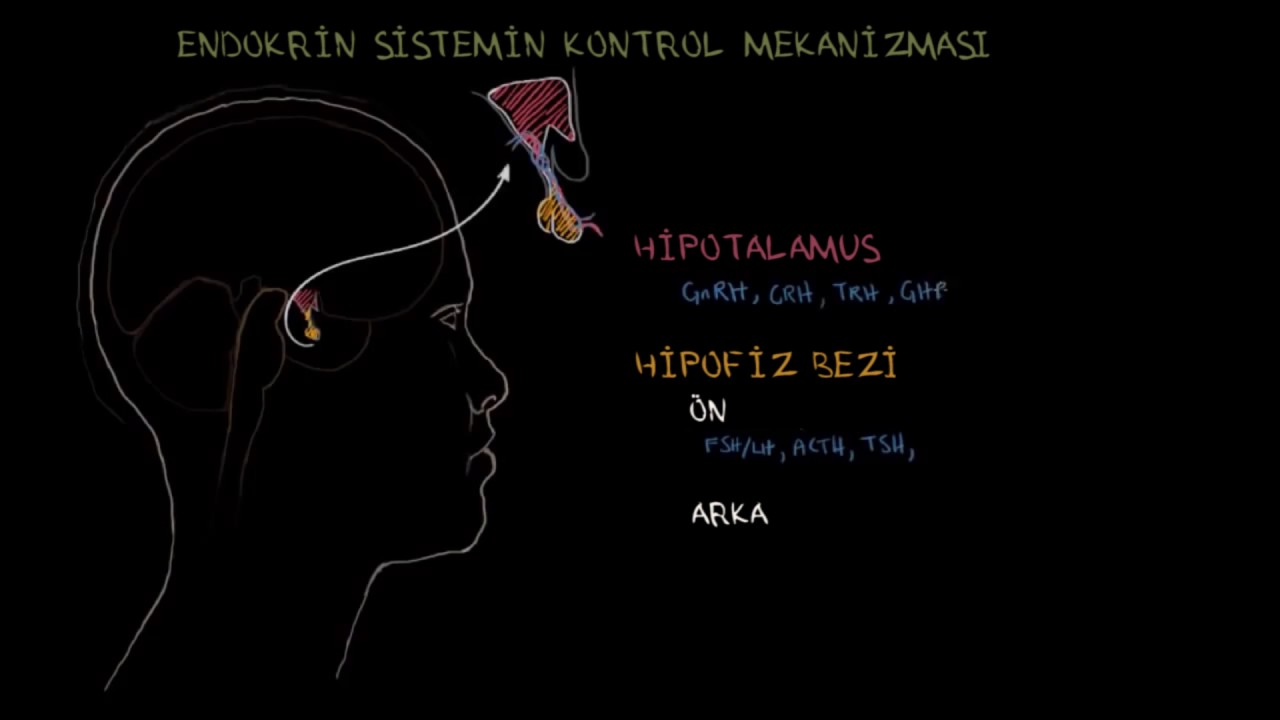 Hipotalamus ve Hipofiz Bezi (Sağlık ve Tıp) (Endokrin Sistemi)
