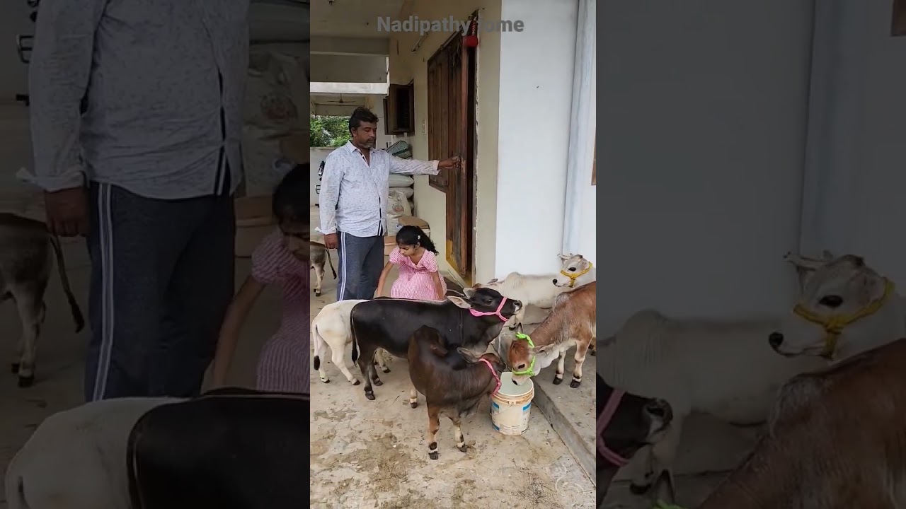 miniature cows #Punganuru Cow's farm #ancient Indian Smallest Brahman Breed Cows