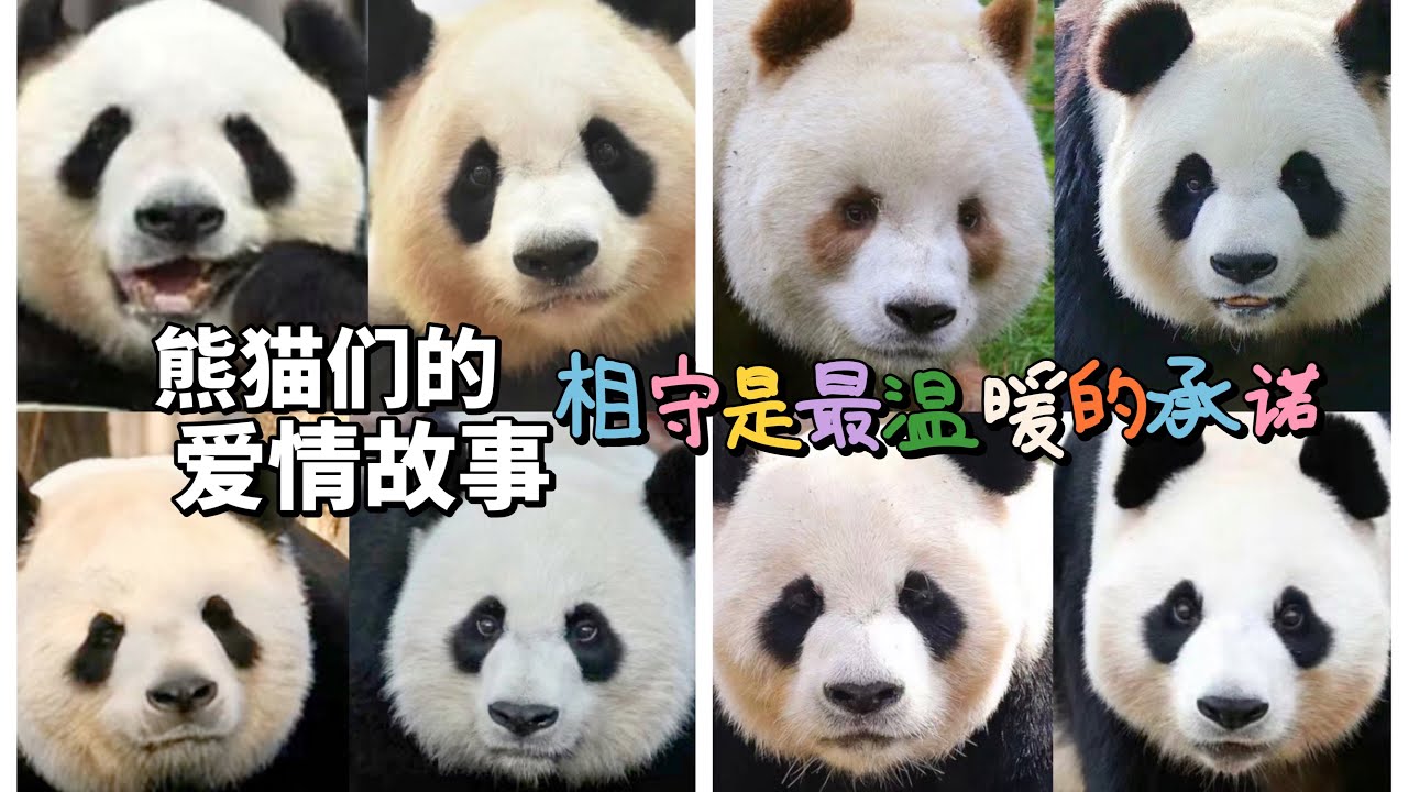 The Love Story of Giant Pandas 熊猫们的爱情故事 相守是最温暖的承诺(片尾有彩蛋哦! )