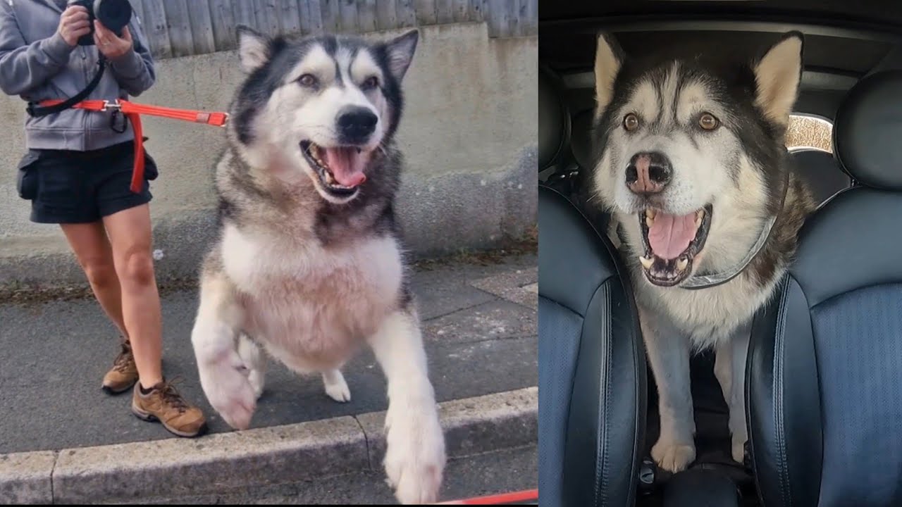Husky Gets A Big Surprise! He Didn't Expect That!
