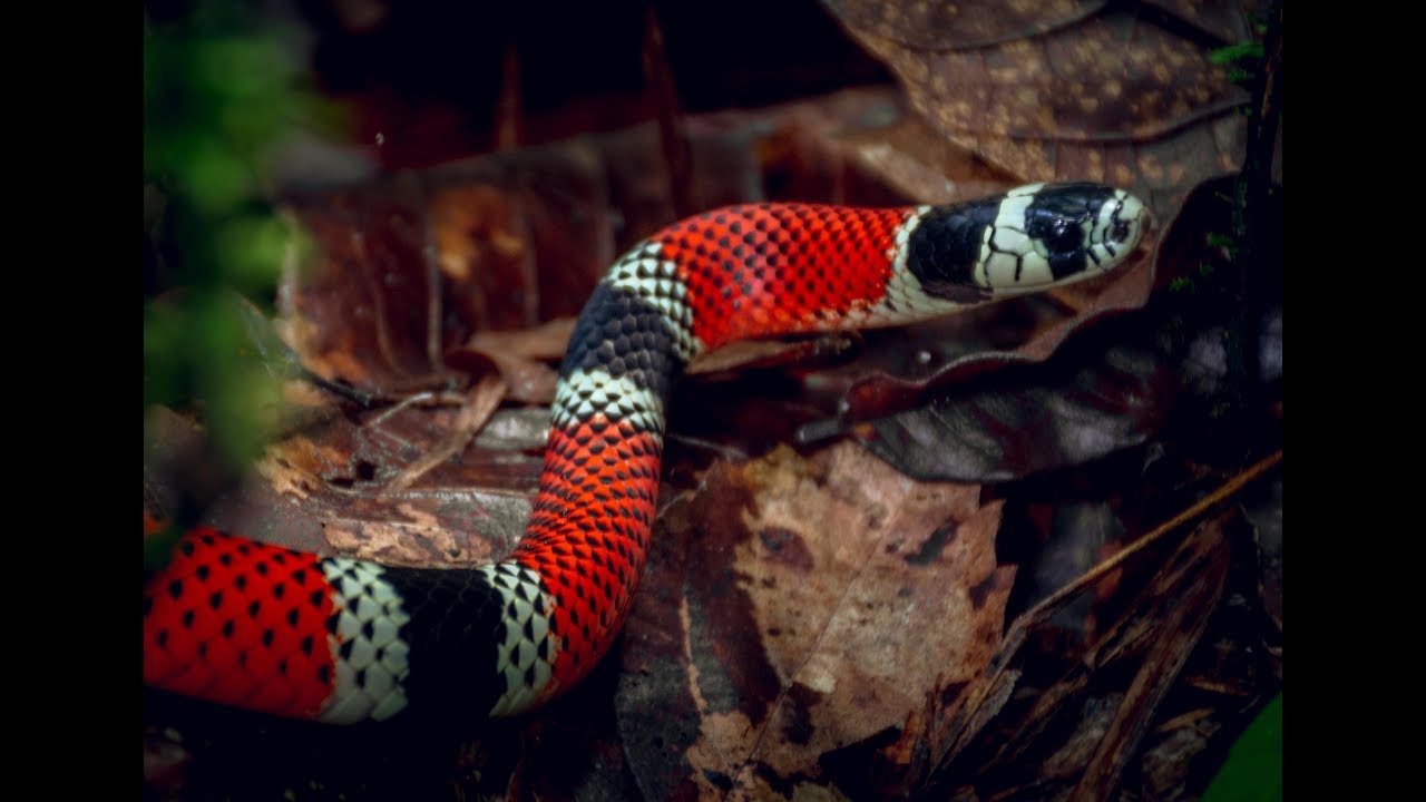 A beleza da COBRA-CORAL