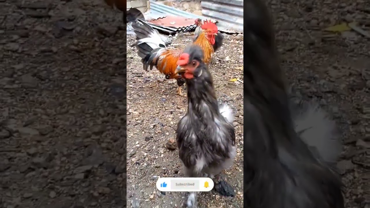BLUE BEARDED SILKIE! 🐥🐔 #shorts #silkie #chicken #offgrid
