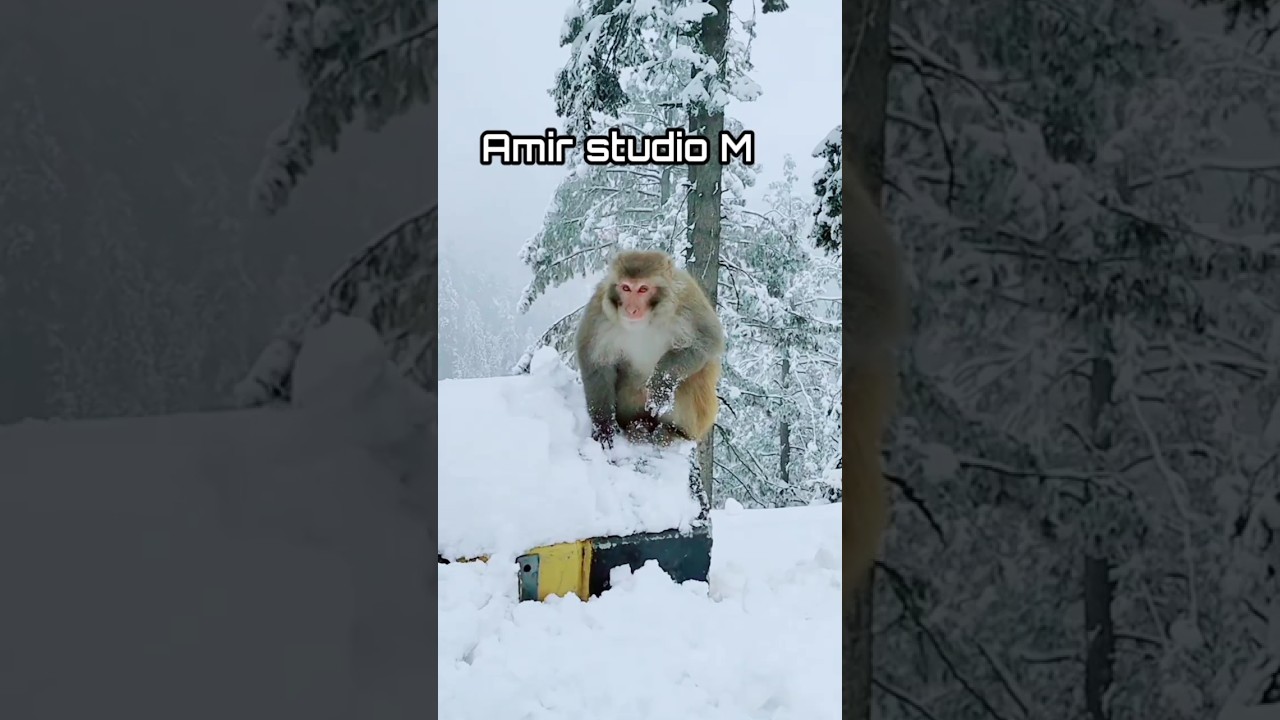 Nathia gali live snowfall to daymurree today weather#snowfall#murree snowfall