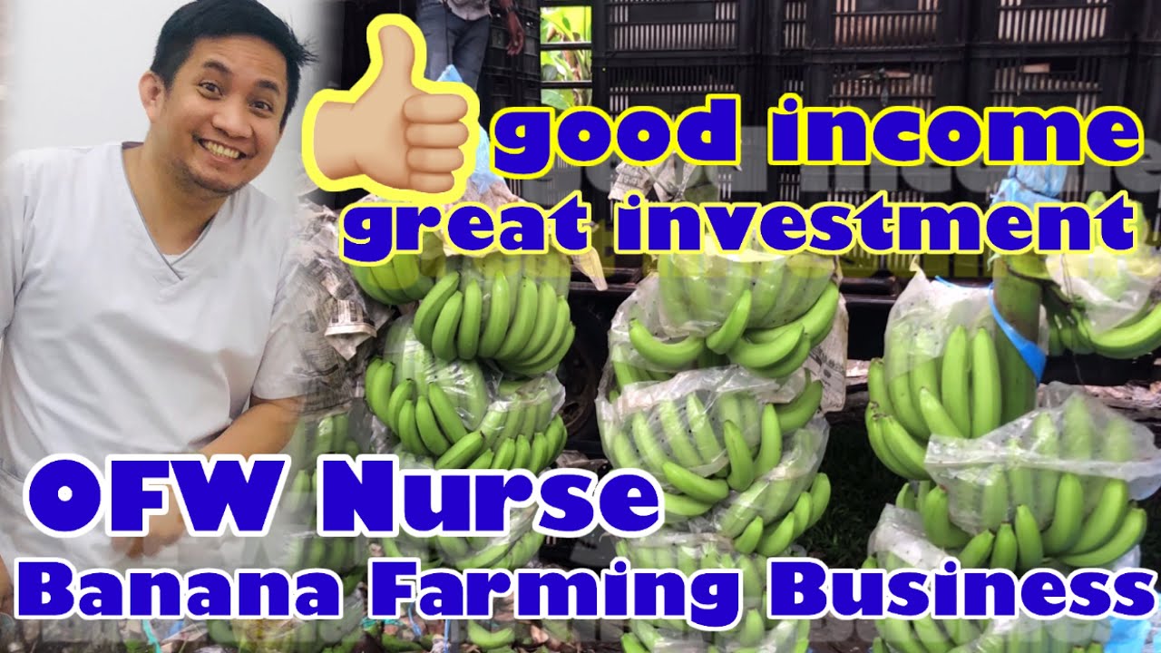 BANANA CAVENDISH FARMING FOR EXPORT | OFW NURSE  INVESTMENT
