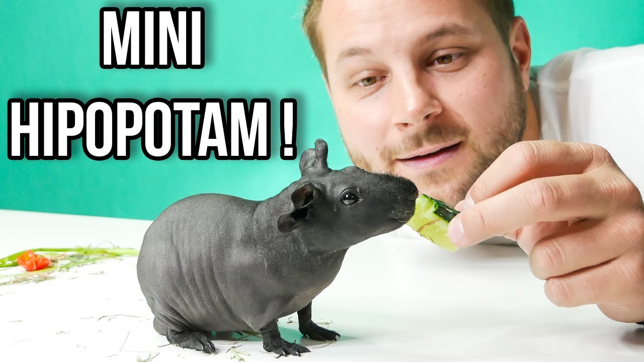 CIEKAWOSTKI O HODOWLI ŚWINKI SKINNY W DOMU