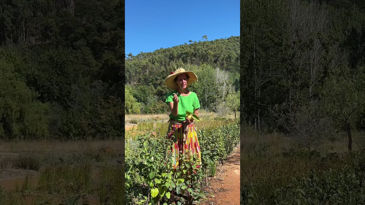 Gardening with Gundula: Quince tree pruning 🌳