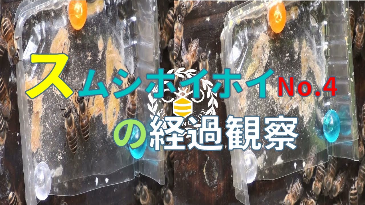 低気圧発達で日本蜜蜂は巣内待機！ 気になるスムシホイホイNo.4の経過観察