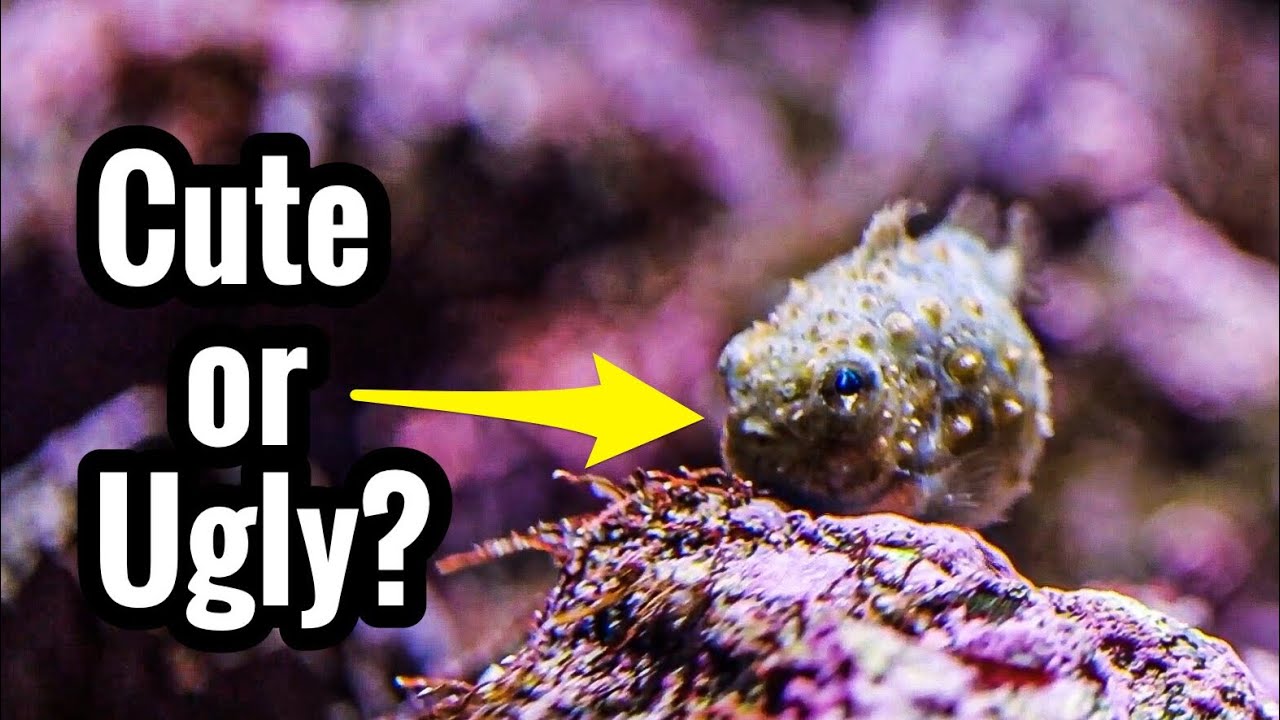 Lumpsuckers and Other RARE Aquarium FISH