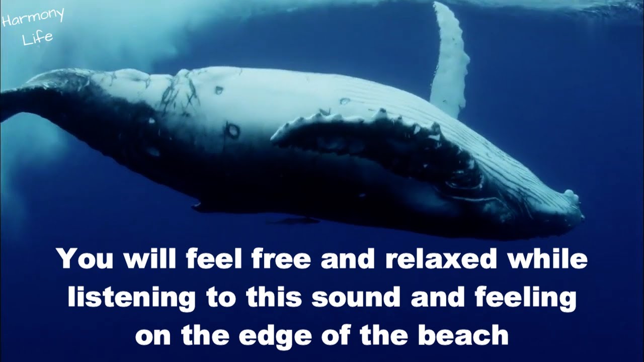 Oceanic Echoes: Soothing Symphony of Natural Sounds and Calming Music