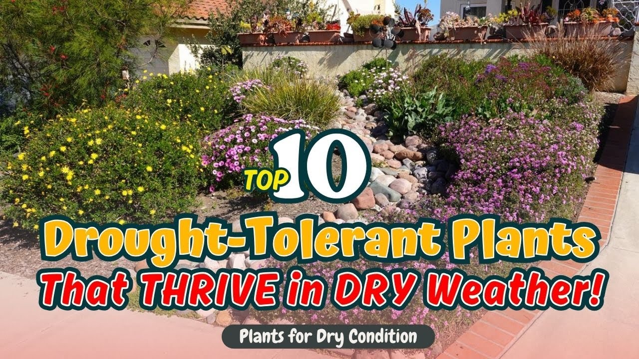 Top 10 Drought-Tolerant Plants That THRIVE in DRY Weather! 🌵🔥🌻 // Gardening Ideas