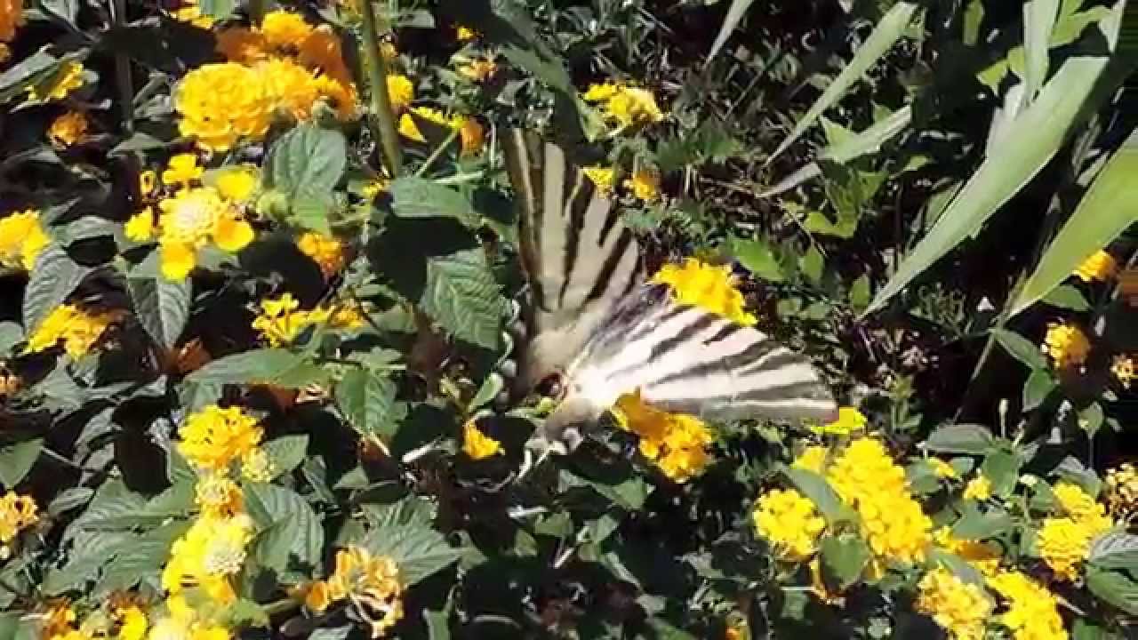 Borboleta &ndash;  Zebra - Iphiclides Feisthamelii.05-09-2015
