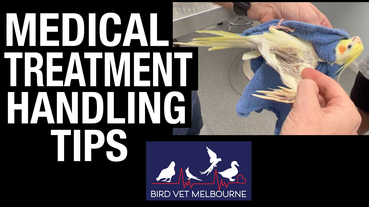How to handle a bird when medicating or treating an injury