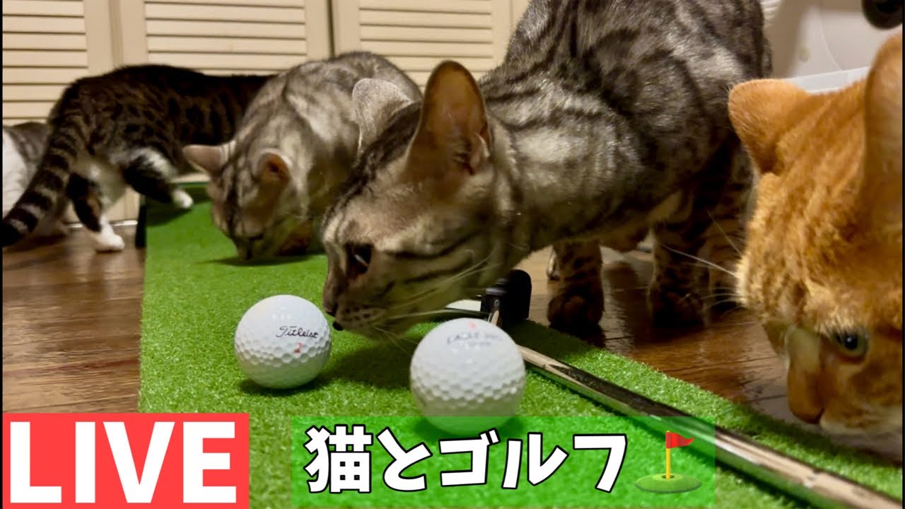 初めて猫とゴルフします⛳️笑