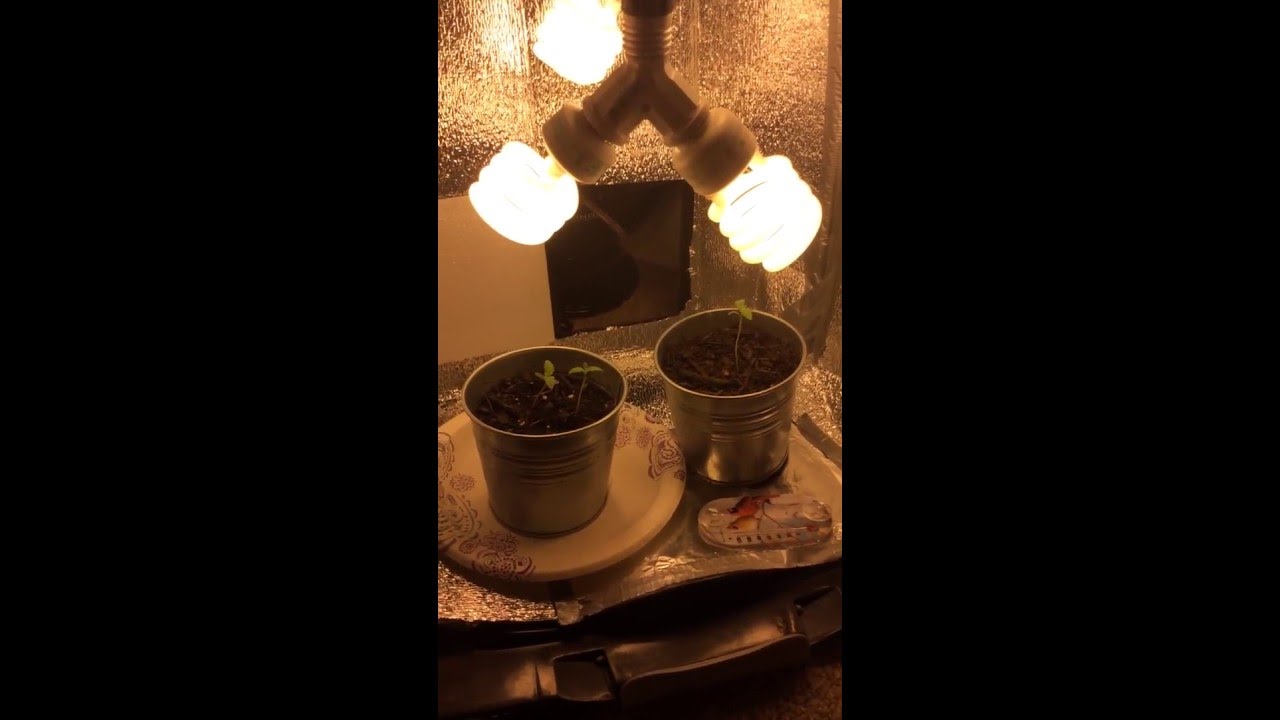 Stealth CFL grow box