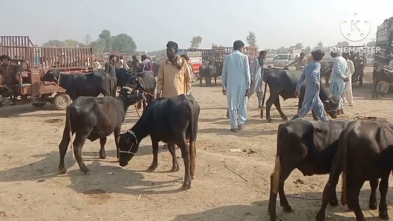 lockdown mandi ki video new update bacchon aur kutton ki video