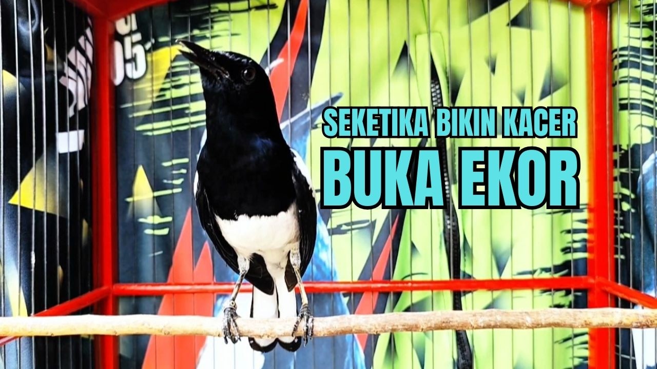 PANCINGAN KACER bahan SUSAH bunyi, KACER GACOR NGEPLONG bikin KACER MANAPUN ikut GACOR