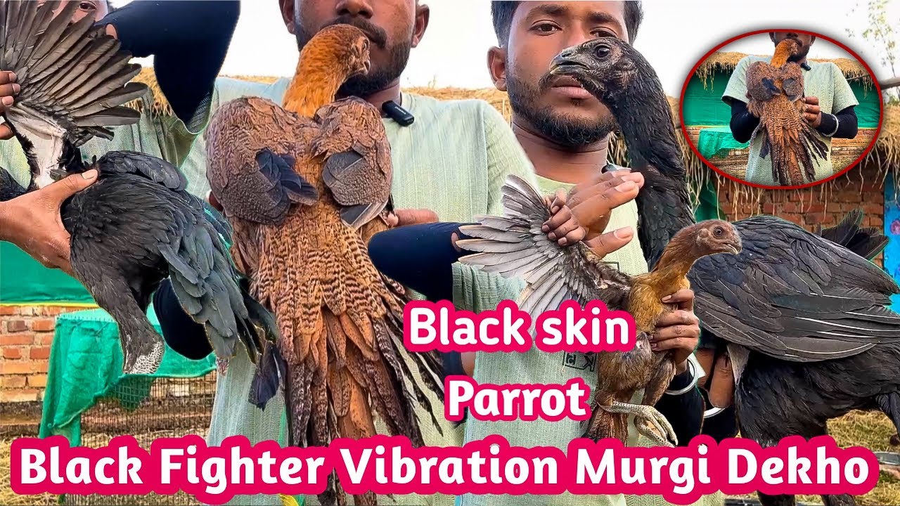 Tamilnadu Nashal Ke Vibration Murgi Ke Saath Parrot Murgi Chalo Dekhte Hain 
