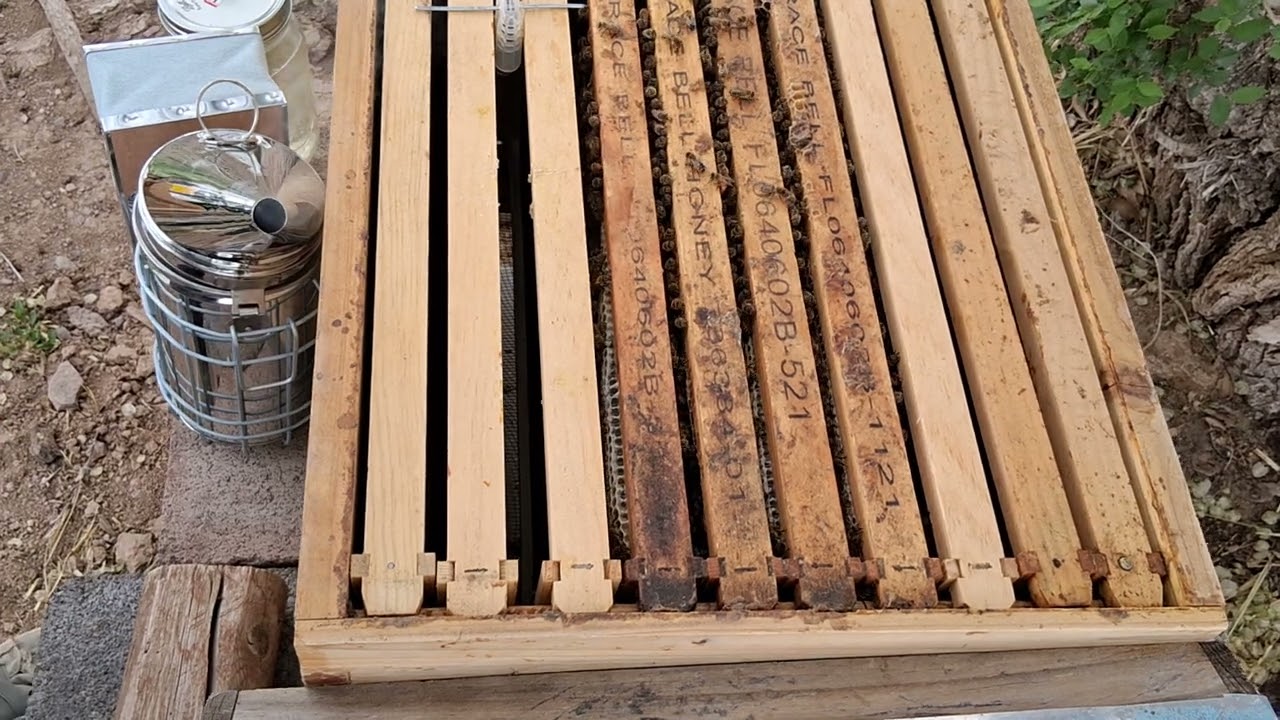 June 3, 2025 splitting my 1st bee hive.