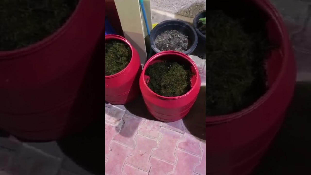 دكتور كامل الصالح رحمه الله يشرح كيفية عمل سماد الطحالب البحرية على الطريقة التايلندية 2022