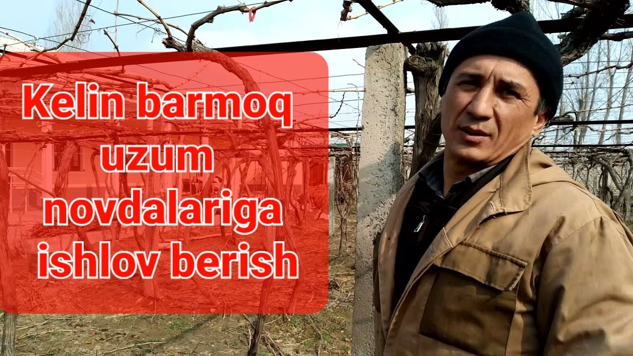 Uzumchilik !!! Kelin Barmoq uzum novdalariga ishlov berish🍇🍇🍇