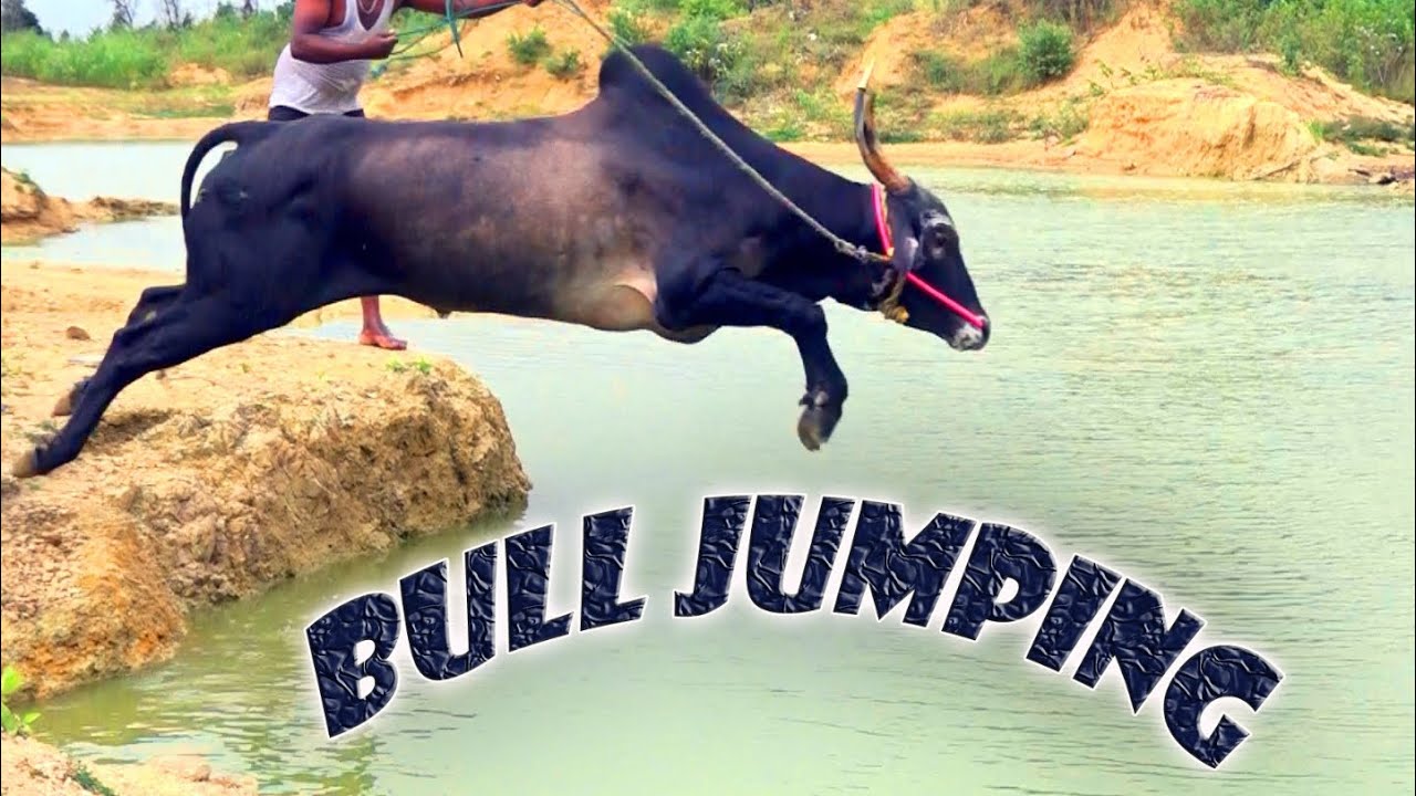 Jallikattu Hallikar Stud Bull Jumping and Swimming | Muthkur RSP Bhairava bull | Bail Pola