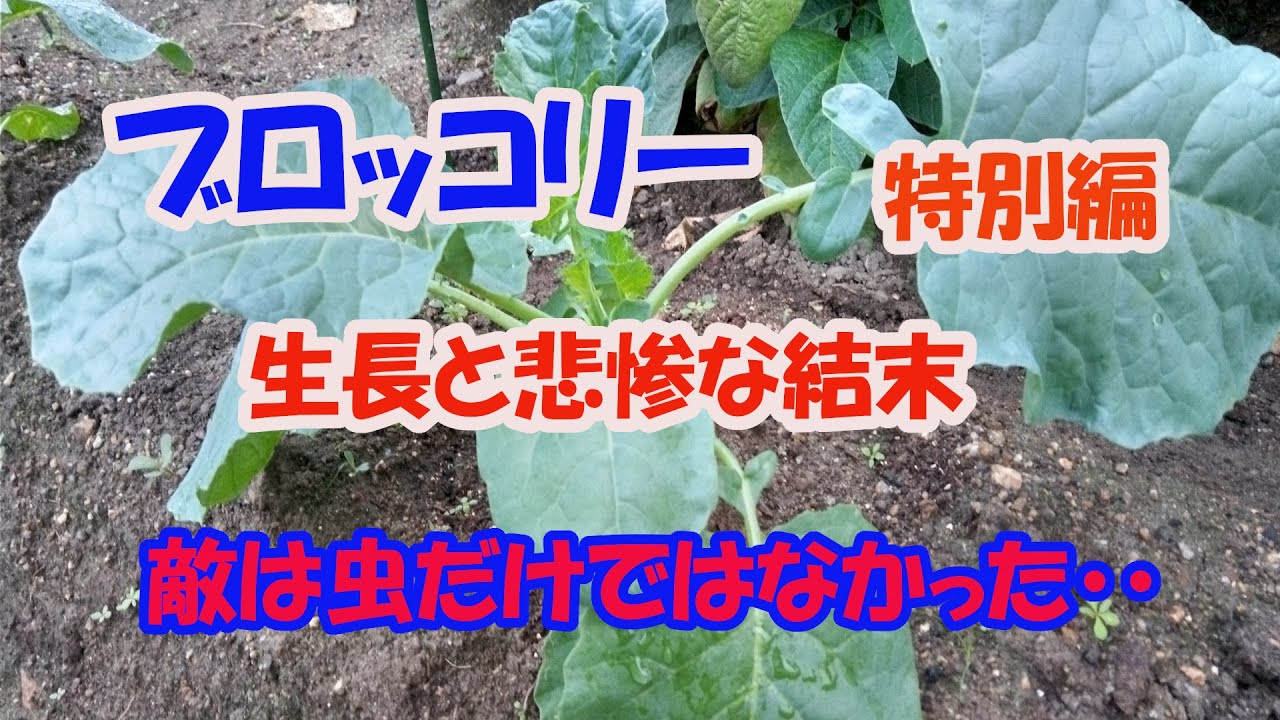 【のんちゃんファーム】特別編、虫以上に強敵がいた、ブロッコリーが悲惨な結果に