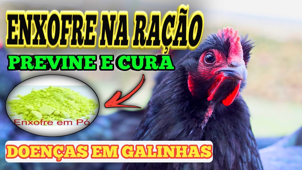 ENXOFRE na RAÇÃO COMBATE *VÁRIAS DOENÇAS*/APRENDA COMO USAR ENXOFRE NA RAÇÃO DE  CRESCIMENTO