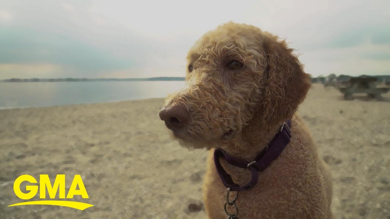 Labradoodle breeder says he created a monster | GMA