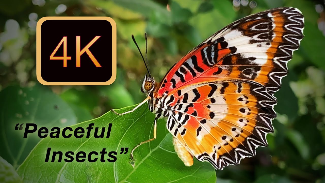 Peaceful Insects in 4K | 21 Beautiful Macro Moments 🦋 | Invisible Beauty