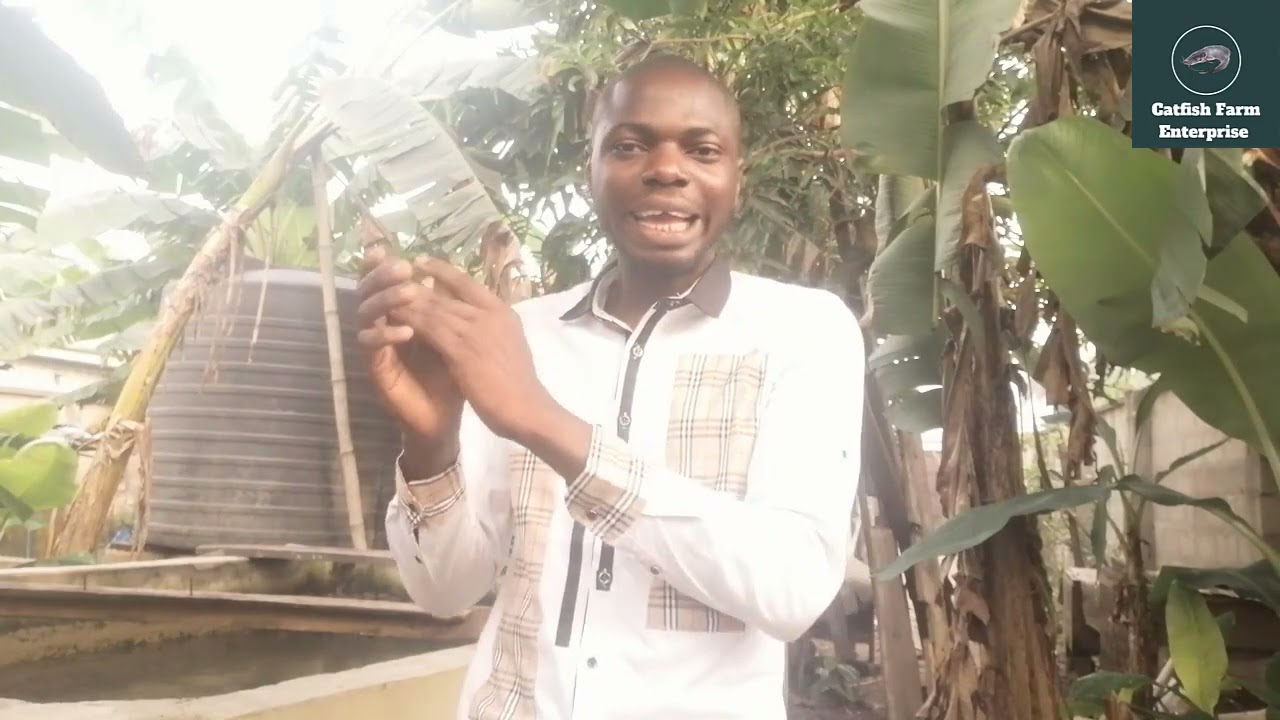 How to prevent Cannibalism in Catfish Farm #CATFISHFARM #catfish