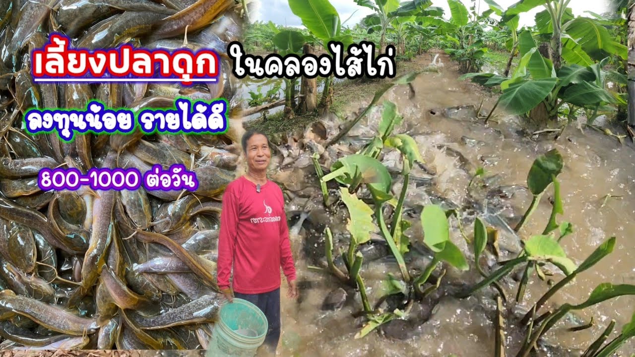 เลี้ยงปลาดุกในคลองไส้ไก่.. ด้วยรำข้าว​🐠4 เดือนคืนทุน​ แนวทางดี​ รายได้ดี​ 800-1000฿ ต่อวัน