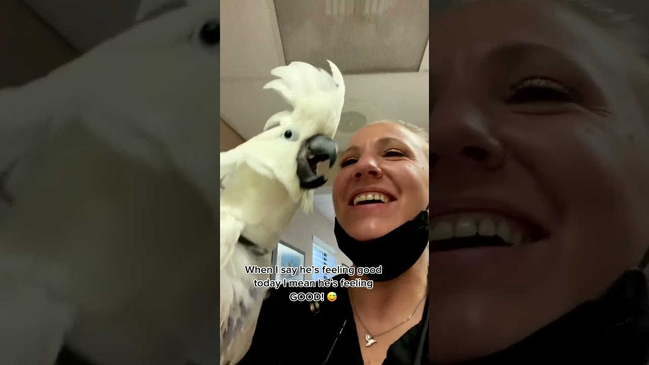 My Parrot Turns Into a Comedian